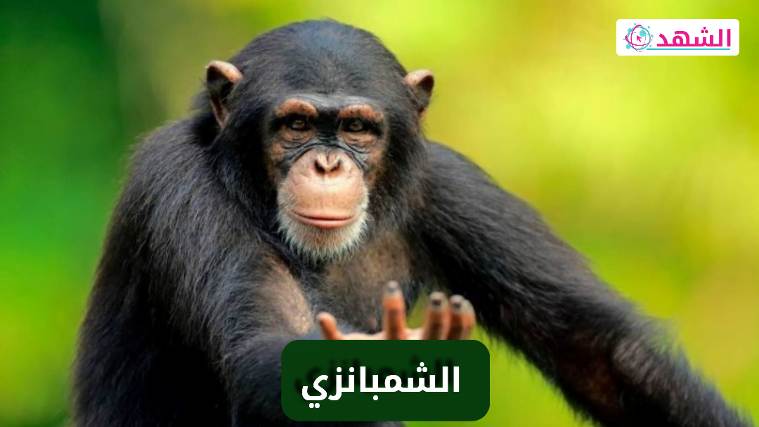 كم يعيش الشمبانزي