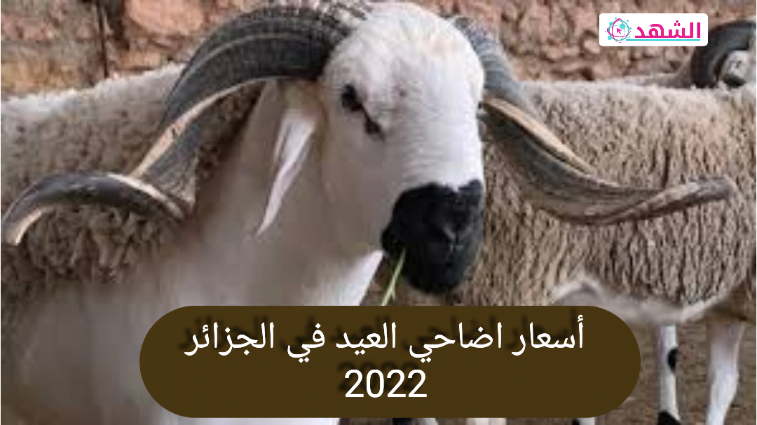 أسعار الاضاحي العيد في الجزائر 2022