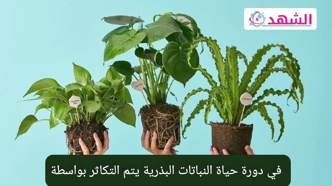 في دورة حياة النباتات البذرية يتم التكاثر بواسطة