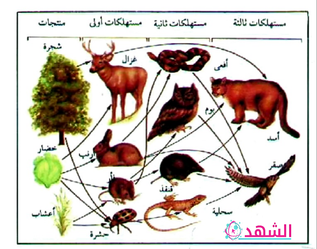 لاتستطيع الفطريات صنع غذائها بنفسها