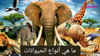 ما هي أنواع الحيوانات