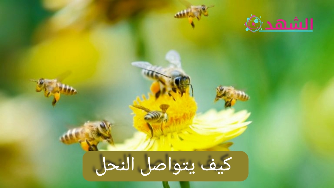 كيف يتواصل النحل