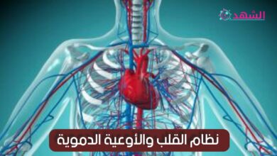 نظام القلب والأوعية الدموية
