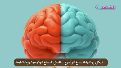 هيكل ووظيفة دماغ الرضيع مناطق الدماغ الرئيسية ووظائفها