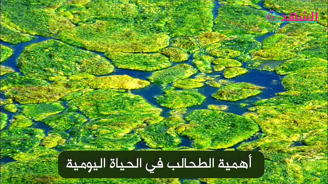 أهمية الطحالب في الحياة اليومية