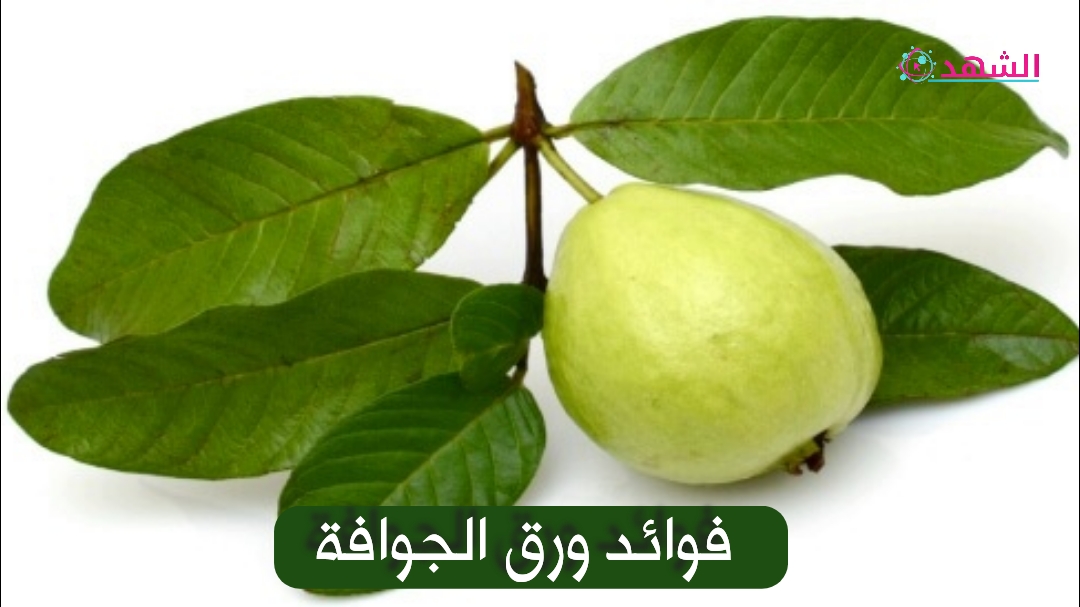 فوائد ورق الجوافة