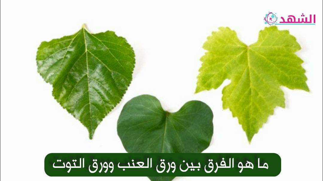 ما هو الفرق بين ورق العنب وورق التوت